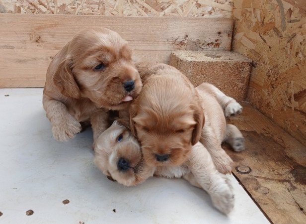 Angol cocker spániel