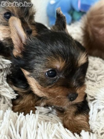 Eladó Yorkshire terrier  kislány , kisfiú