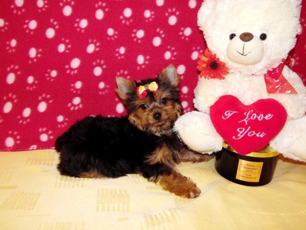 Yorkshire Terrier Yorki