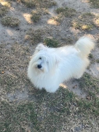 Coton de tulear