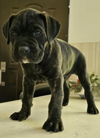 Cane Corso