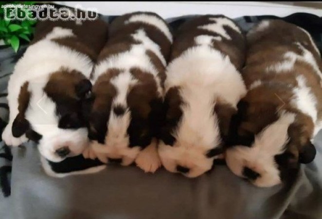 Bernáthegyi kiskutya Tenyészetből