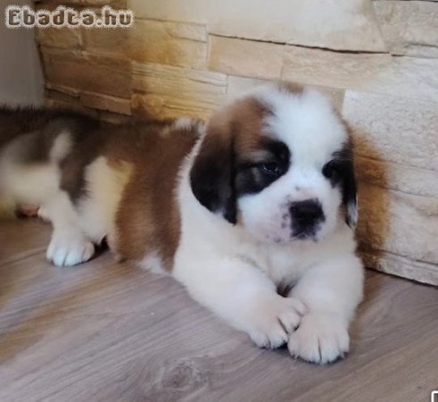 Eladó Bernáthegyi szuka kiskutya