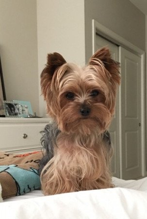 Yorkshire terrier