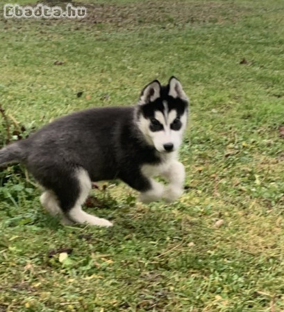 Eladó Husky