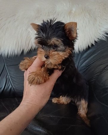 yorkshire terrier , yorki