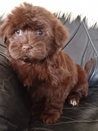 bichon havanese