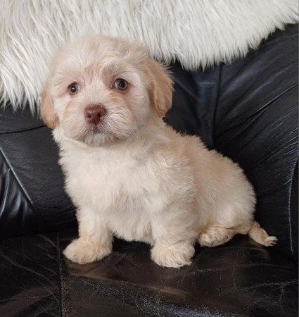 bichon havanese