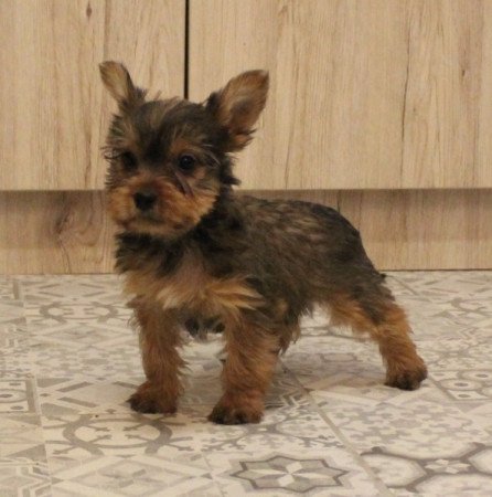 Yorkshire terrier