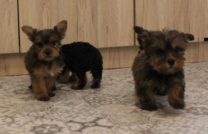 Yorkshire terrier