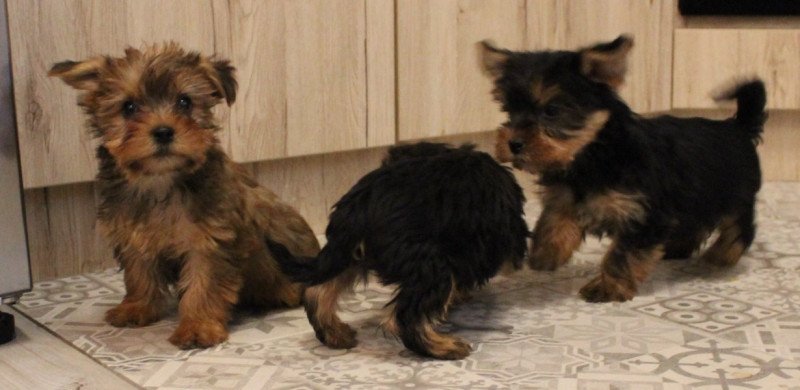 Yorkshire terrier