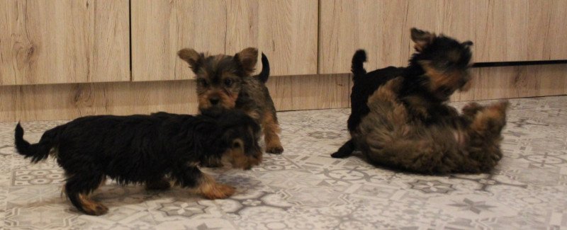 Yorkshire terrier