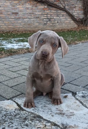 Weimari vizsla