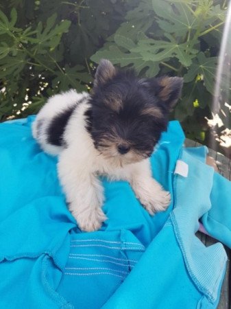 Yorkshire terrier biewer