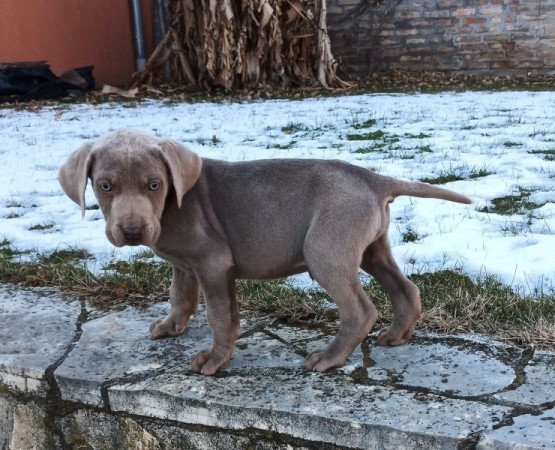 Weimari vizsla