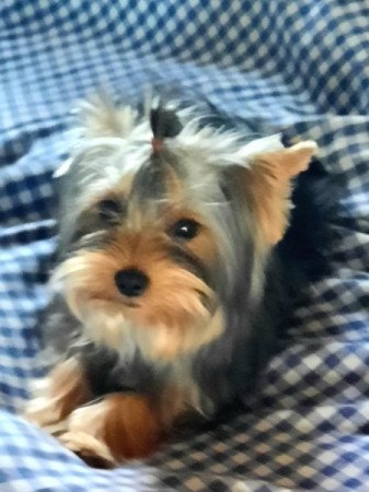 Yorkshire terrier