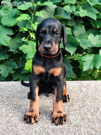 Minosegi Dobernmann kolykok