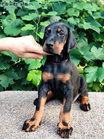 Minosegi Dobernmann kolykok