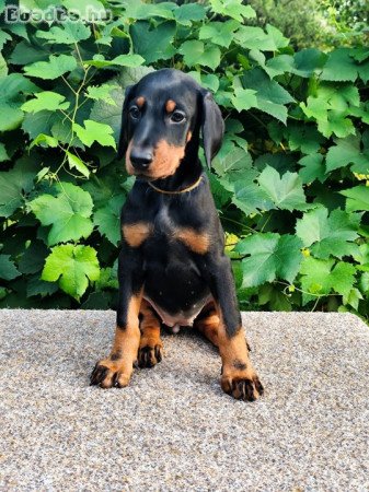 Minosegi Dobernmann kolykok