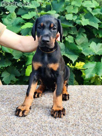 Minosegi Dobernmann kolykok