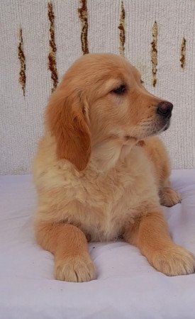 Golden retriever