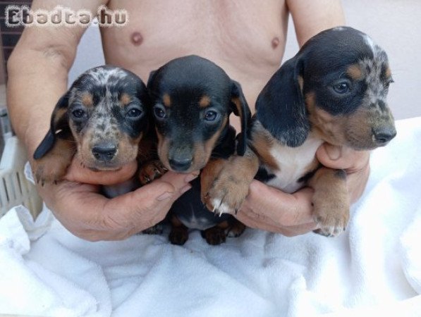 Tacskó kiskutyák eladók