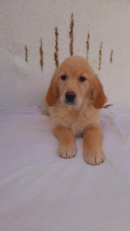 Golden retriever