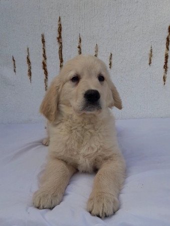 Golden retriever