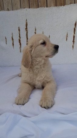 Golden retriever