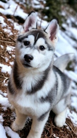 Szibériai Husky