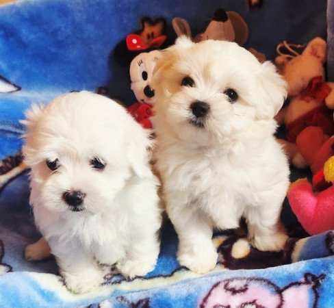 Bichon Havanese