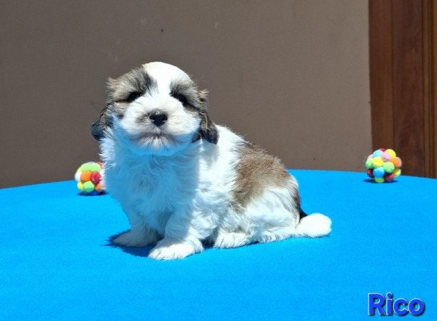Bichon havanese