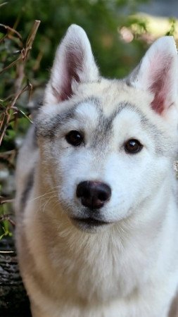 Szibériai Husky