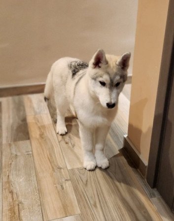 Szibériai Husky