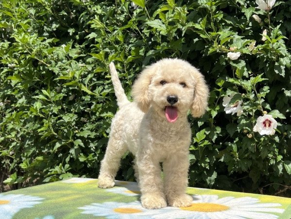 ❤️ törpe uszkár ❤️