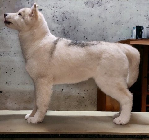 Szibériai Husky