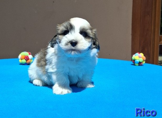 Bichon havanese