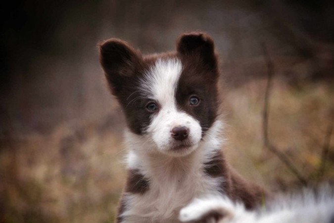 Border Collie