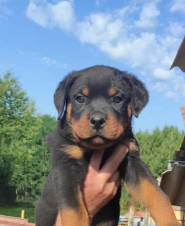 Rottweiler