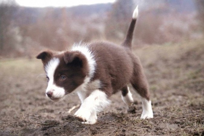 Border Collie