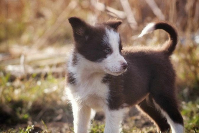 Border Collie