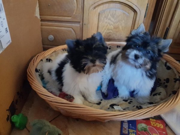 Yorkshire terrier biewer