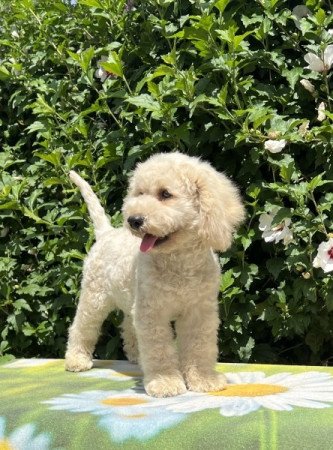 ❤️ törpe uszkár ❤️