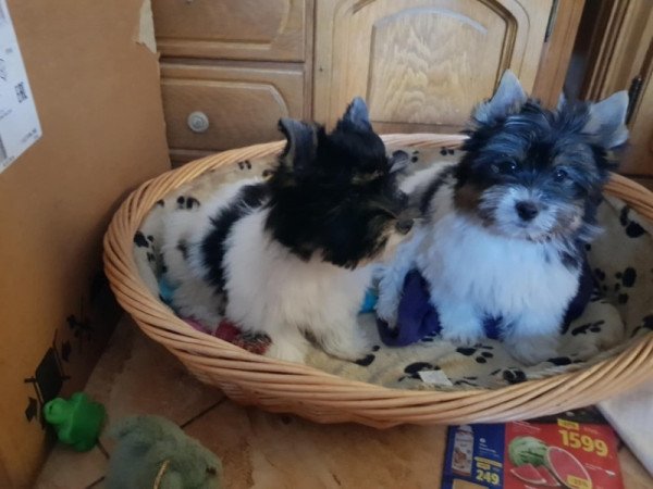 Yorkshire terrier biewer