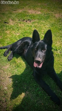 Fekete Németjuhász kis kutyák