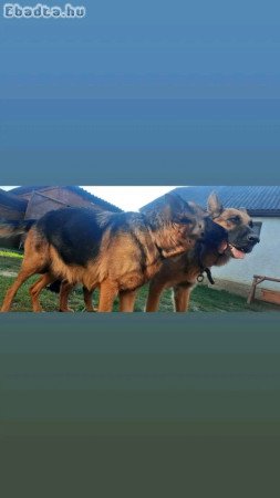 Fekete Németjuhász kis kutyák