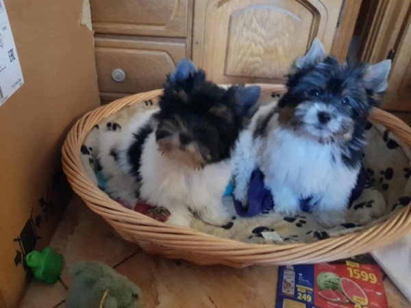 Yorkshire terrier biewer