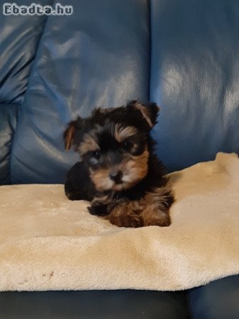 pici méretű eladó yorkshire terrier