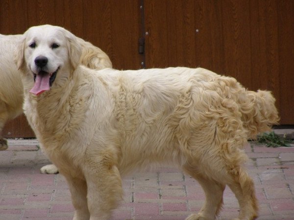 Golden retriever