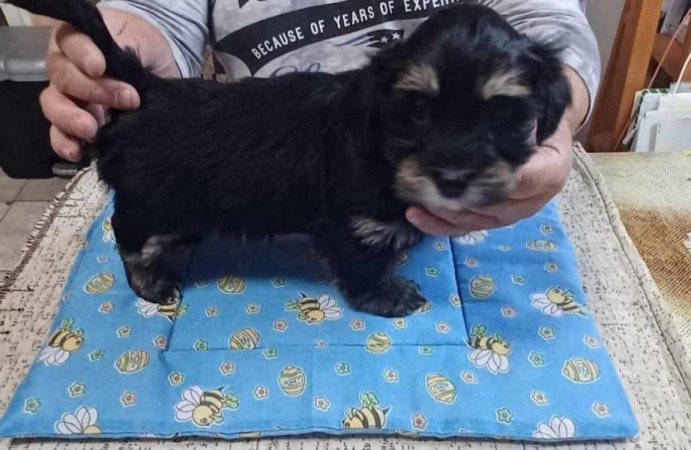 Bichon havanese